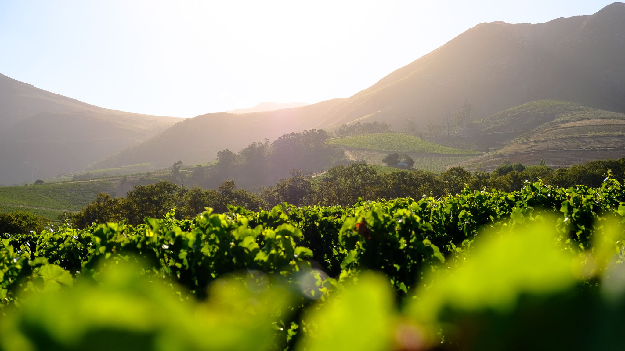 When Wine Meets Art And Winemakers Become Sculptors Groot Constantia