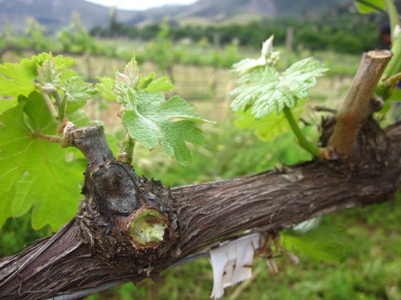 Read more about the article Floricius Beukes: Eco friendly wine making in Groot Constantia!