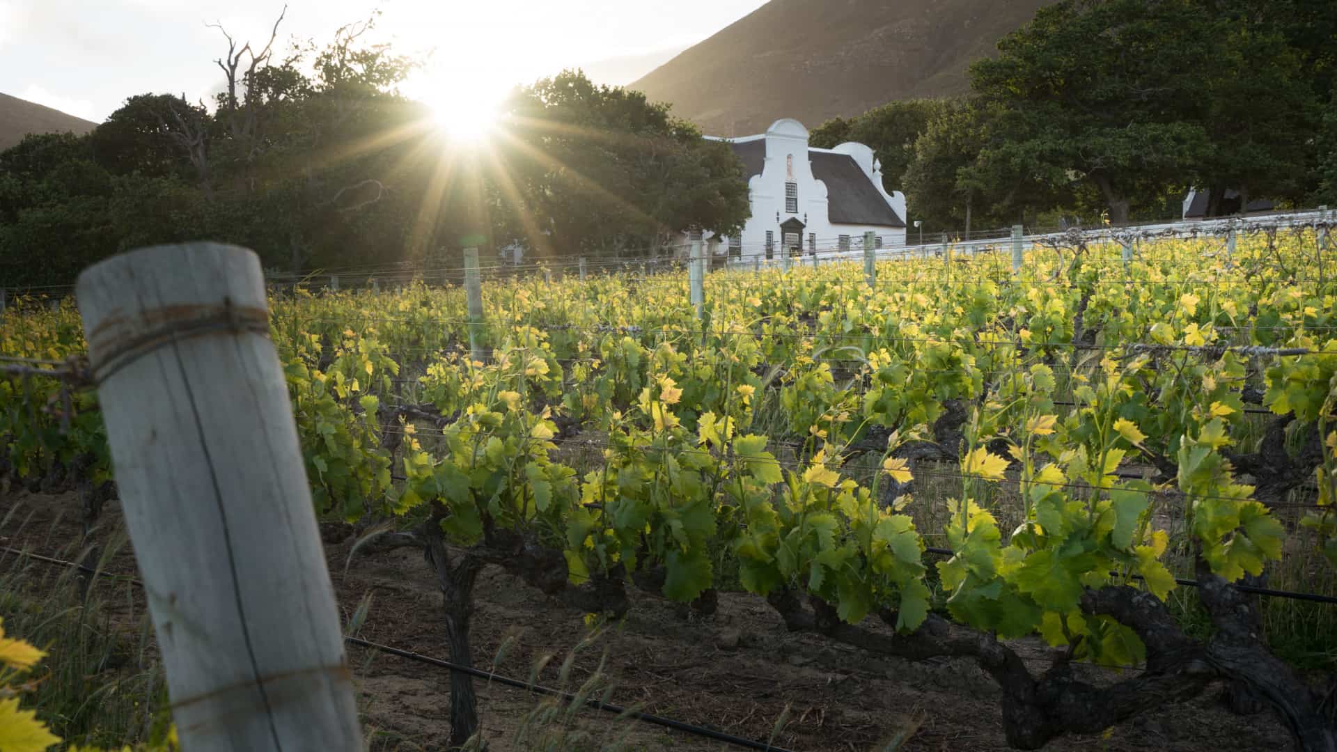 Groot Constantia score 5 stars from 2020 Platters Wine Guide | Groot Constantia