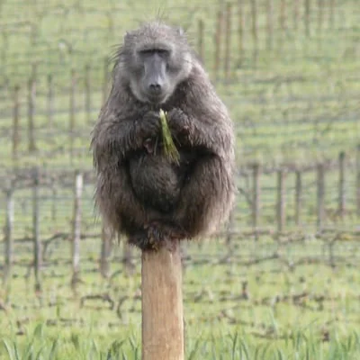 Groot Constantia committed to Baboon Management efforts