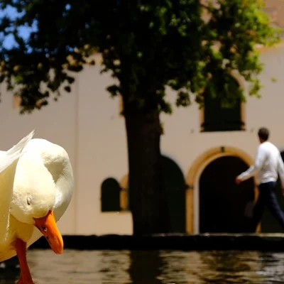 GROOT SUMMER FUN AT GROOT CONSTANTIA TO CELEBRATE THE HOLIDAYS