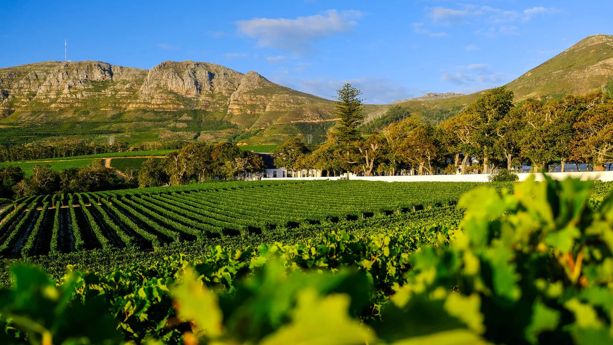 Read more about the article GROOT SUMMER FUN AT GROOT CONSTANTIA TO CELEBRATE THE HOLIDAYS