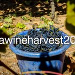Celebrate 363 years of the triumphant South African wine industry