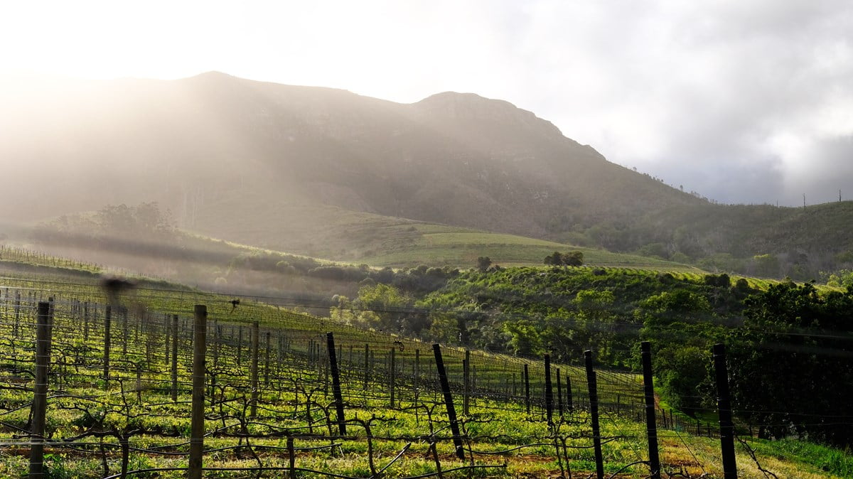 Read more about the article EXPERIENCE CULTURE AT SOUTH AFRICA’S OLDEST WINE-PRODUCING FARM THIS HERITAGE MONTH
