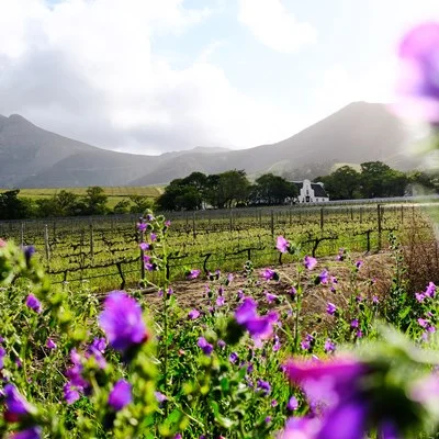 EXPERIENCE CULTURE AT SOUTH AFRICA’S OLDEST WINE-PRODUCING FARM THIS HERITAGE MONTH