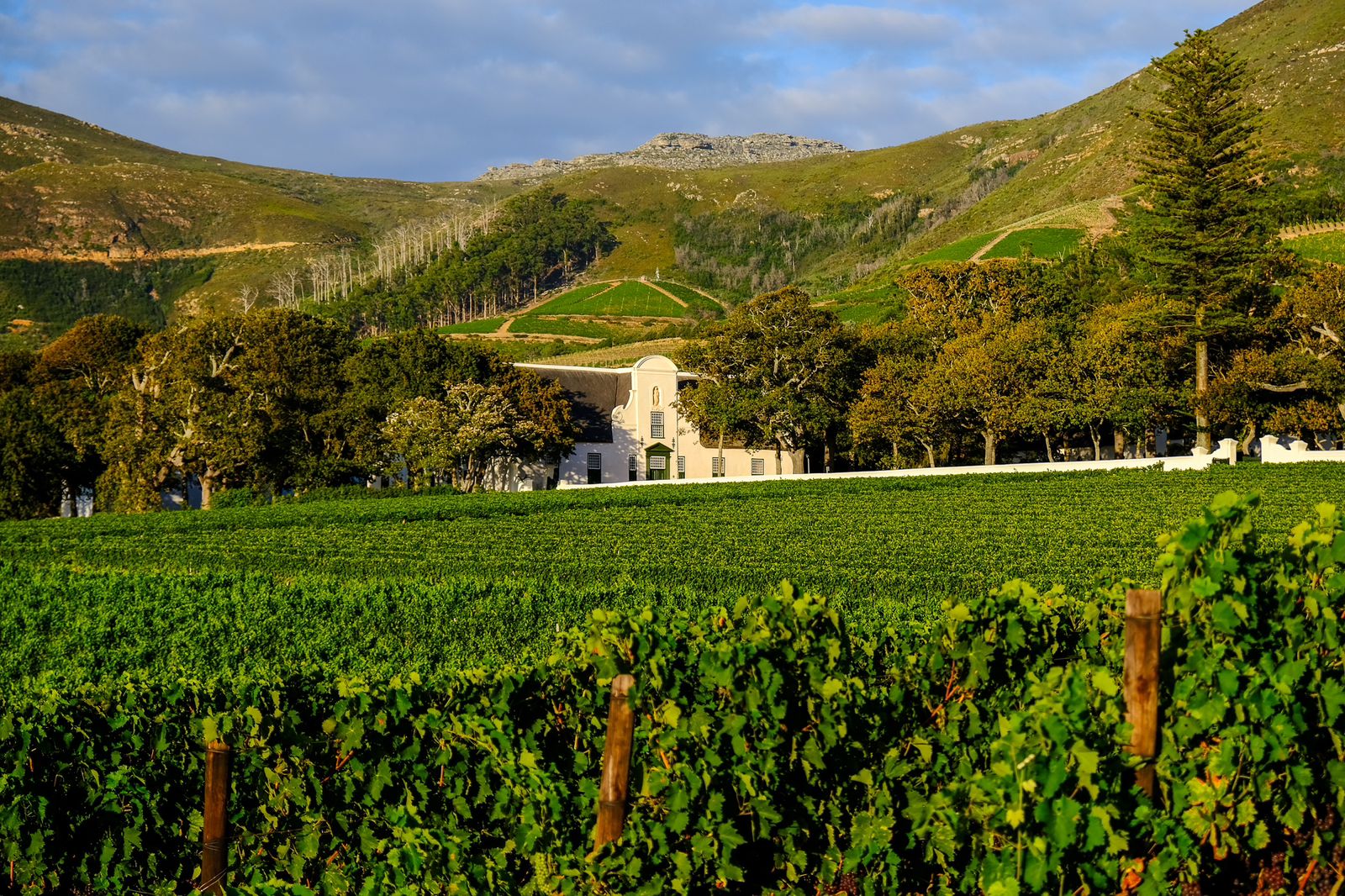 Read more about the article Excitement Builds for Annual Wine Harvest Commemorative Event