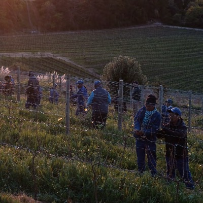 2025 Integrated Annual Report Groot Constantia